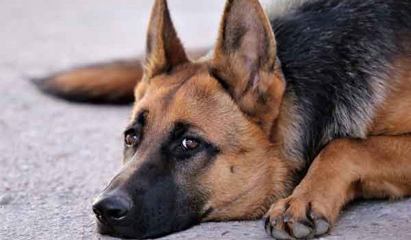 garde chien age
