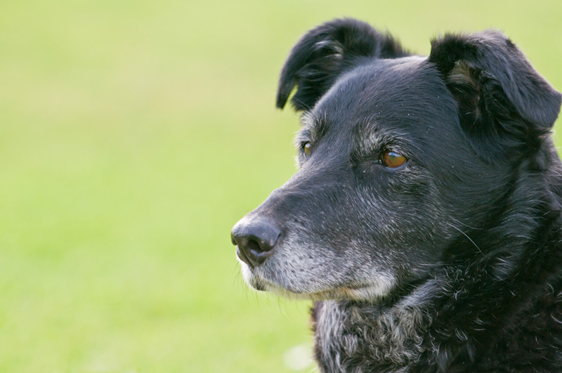 garde chien age