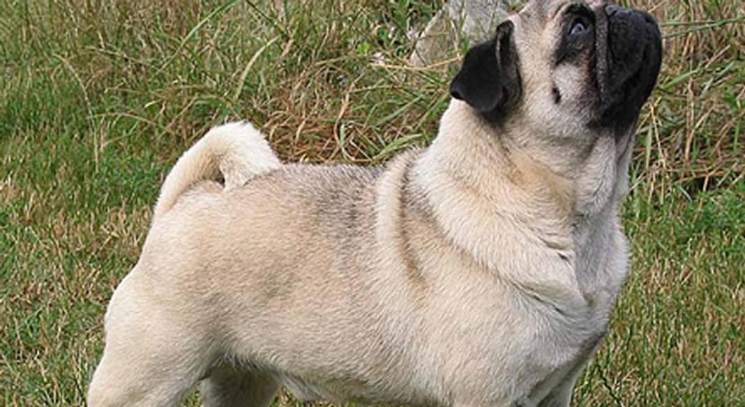 garde chien kremlin bicetre