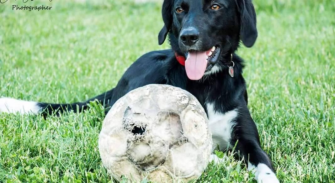 garde chien kremlin bicetre