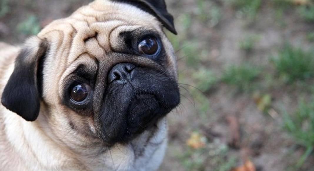 garde chien kremlin bicetre