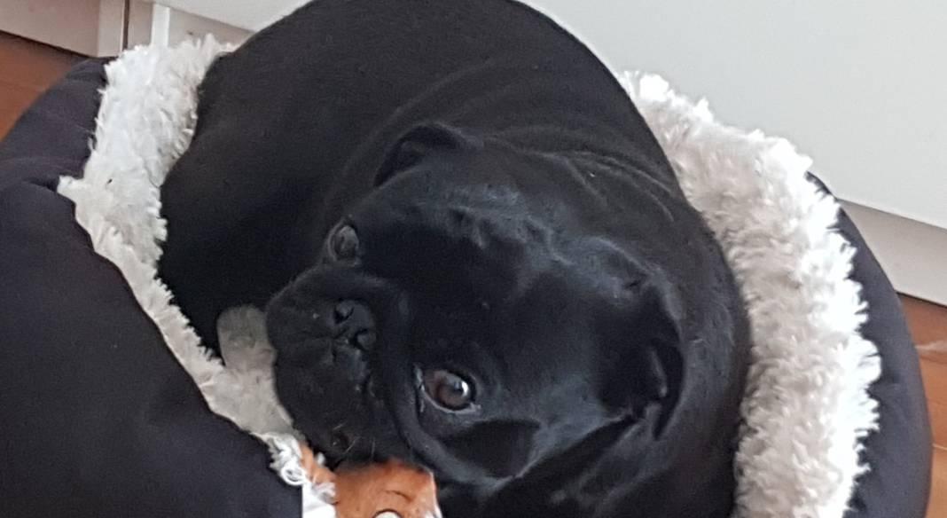 garde chien kremlin bicetre