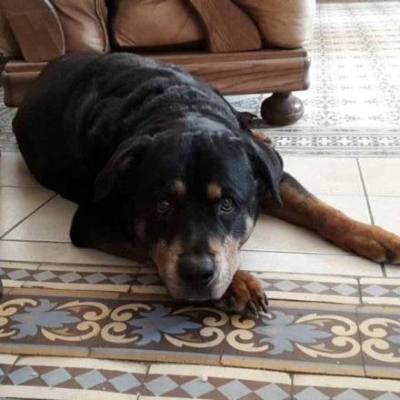 garde chien lille