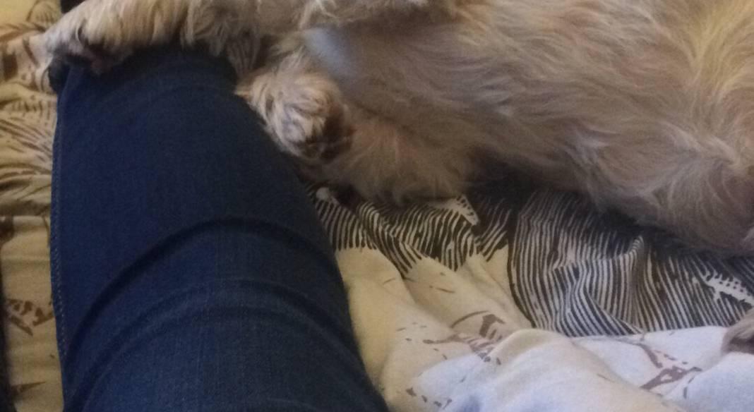 garde chien lille
