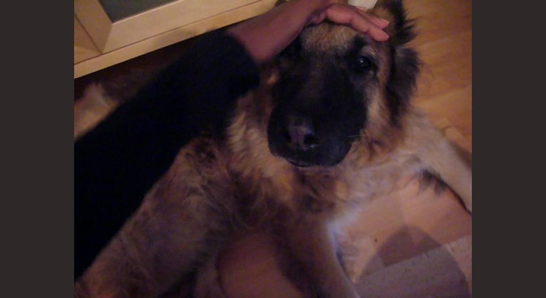 garde chien lille