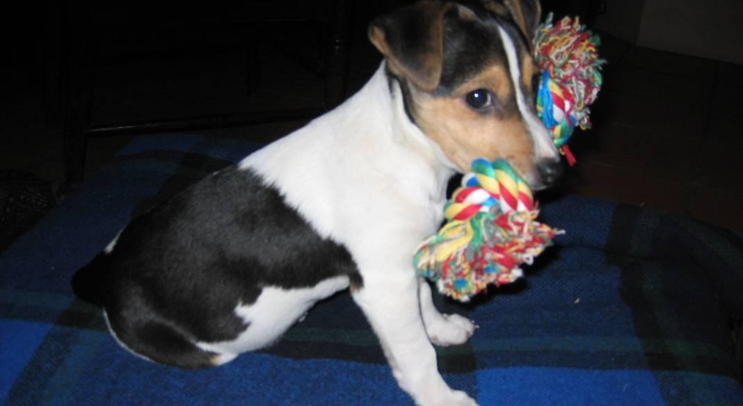 garde chien lille
