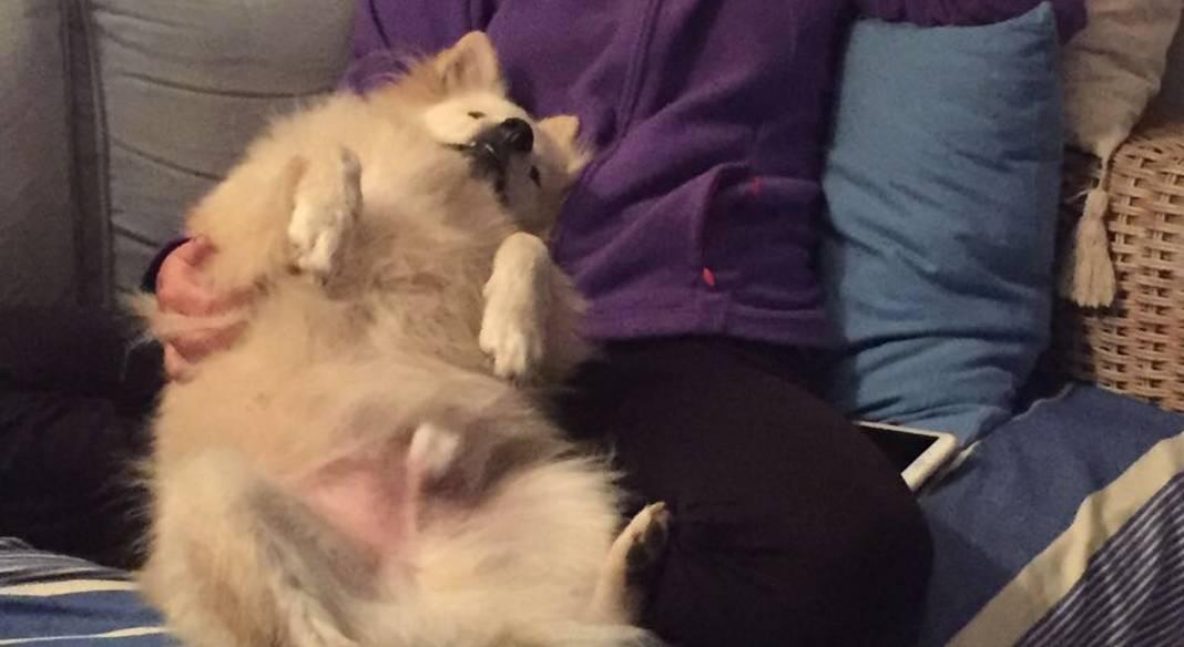 garde chien lille