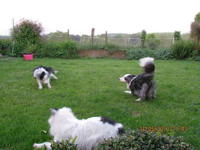 garde chien lille