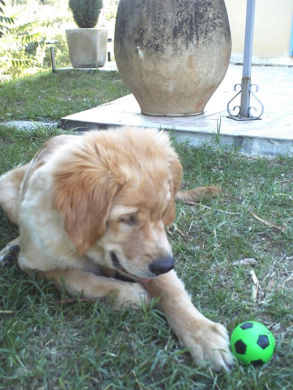 garde chien lille