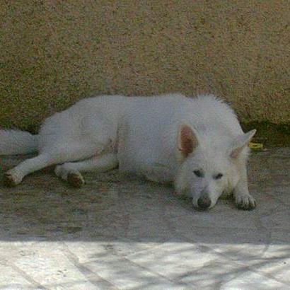 garde chien loiret
