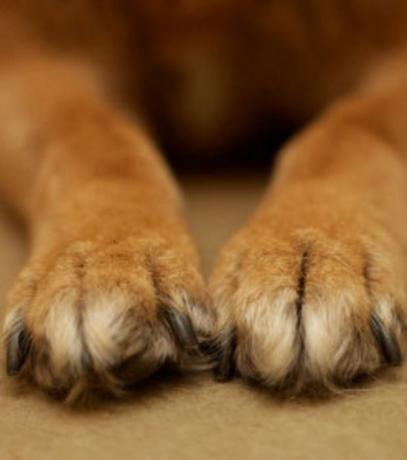 garde chien loiret