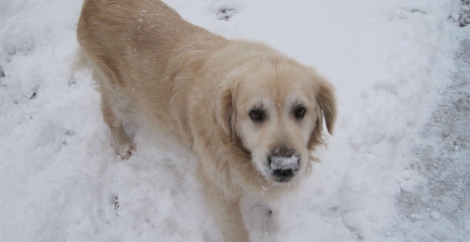 garde chien loiret