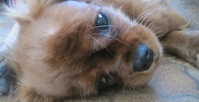 garde chien loiret