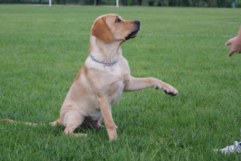 garde chien loiret