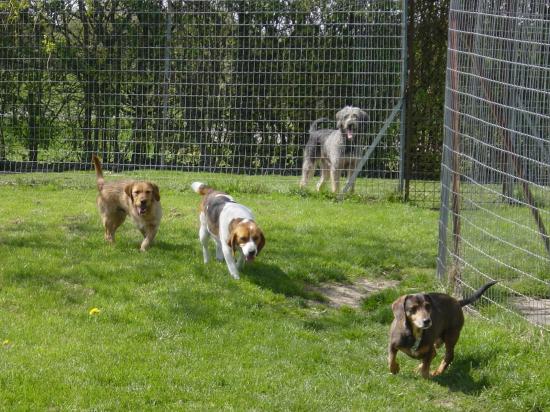 garde chien loiret