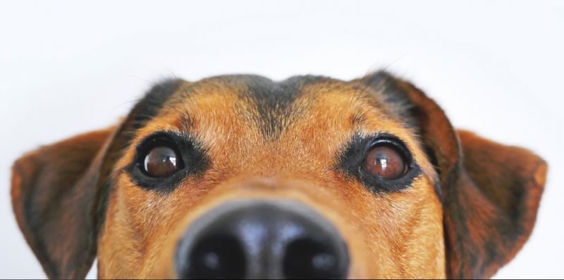 garde chien pas cher