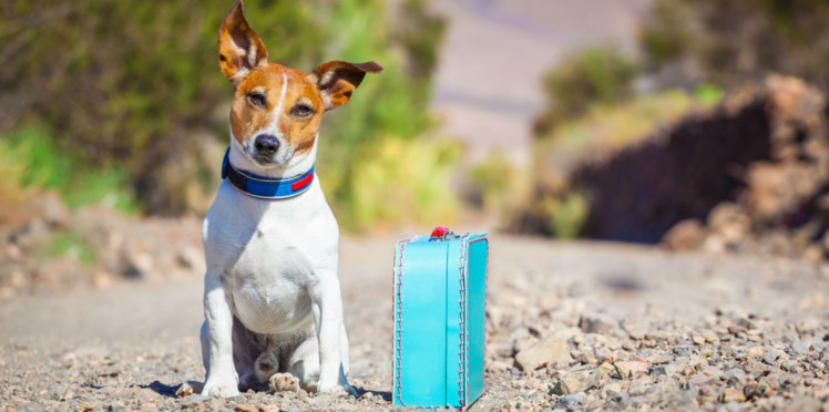 garde chien pas cher
