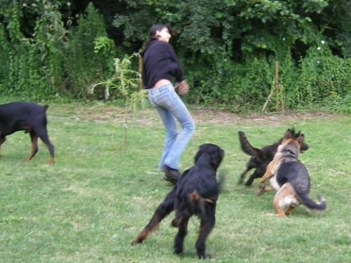 garde chien pas cher
