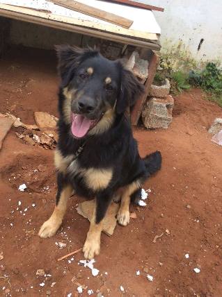 garde chien rabat