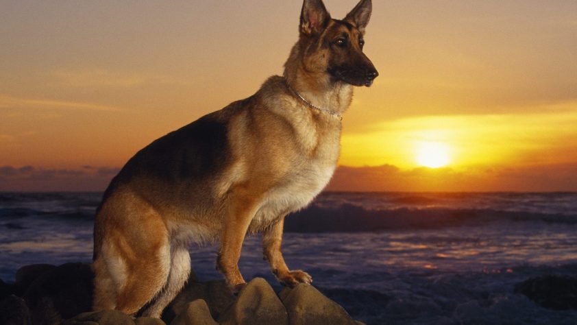 garde chien rabat