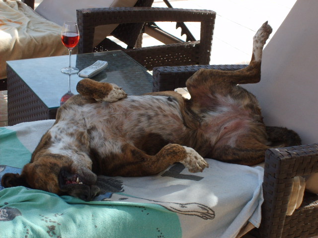 garde chien rivesaltes