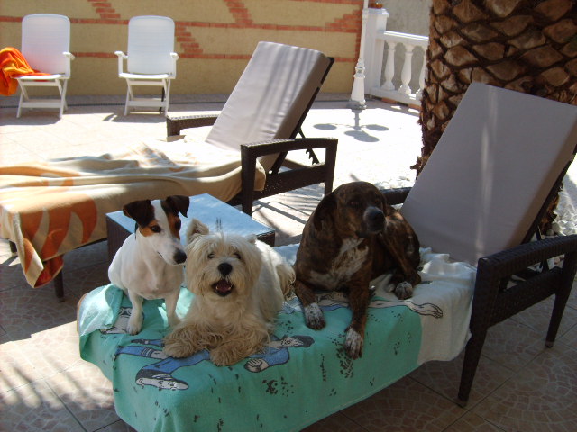 garde chien rivesaltes