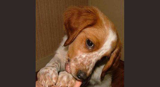 garde chien rivesaltes