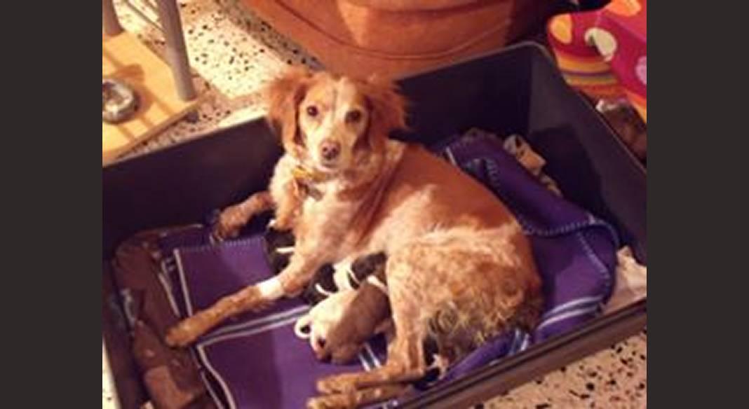 garde chien rivesaltes