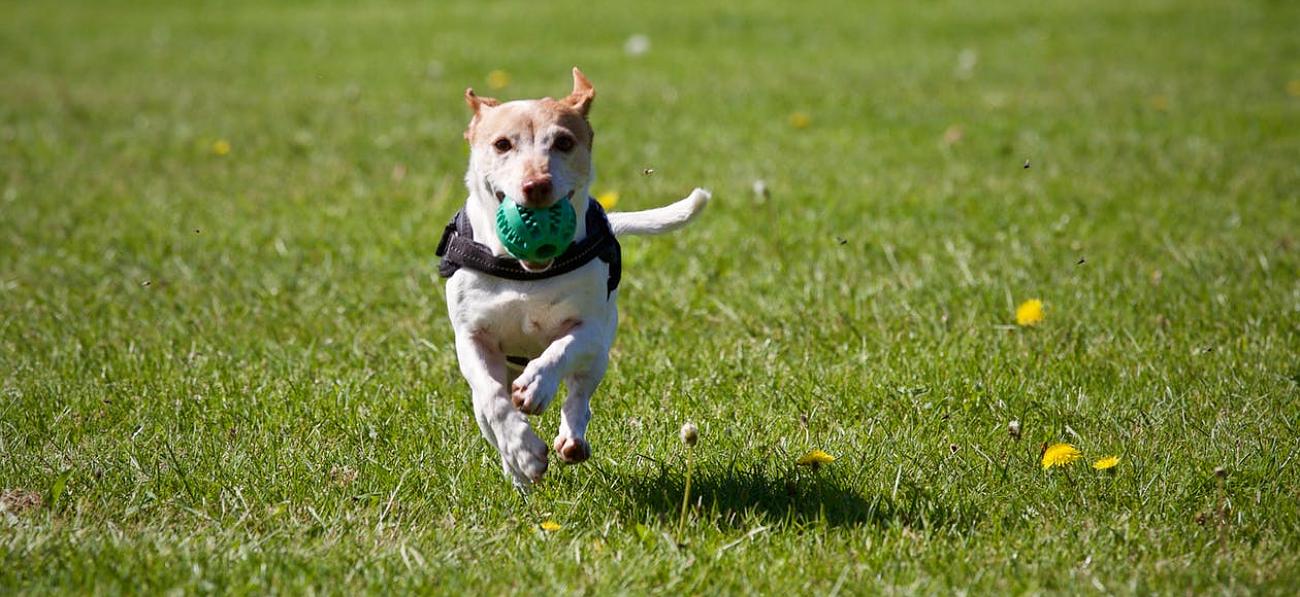 garde chien rochefort
