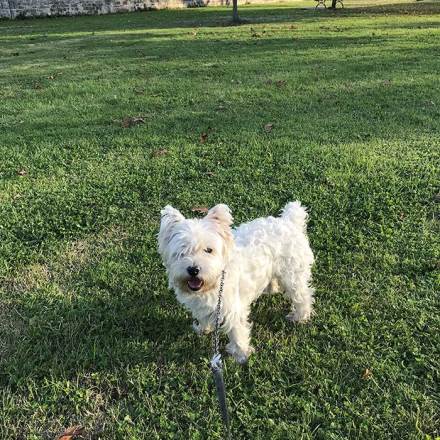 garde chien rochefort