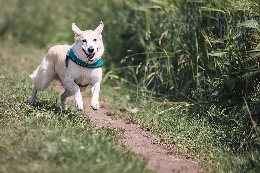 garde chien rochefort