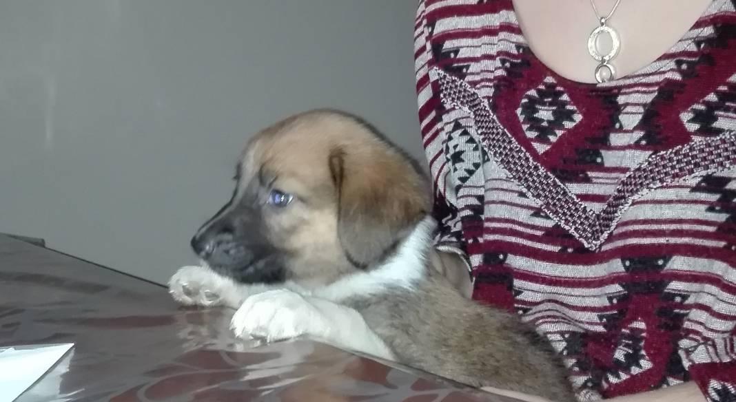 garde chien rochefort