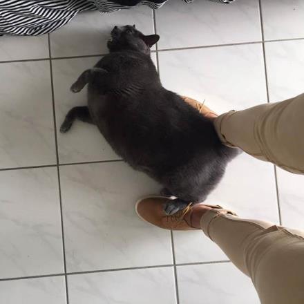 garde chien rodez