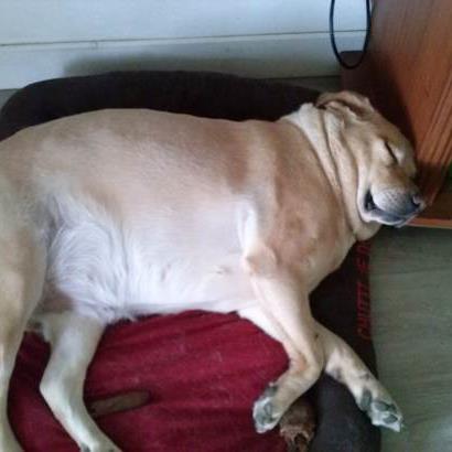 garde chien rodez