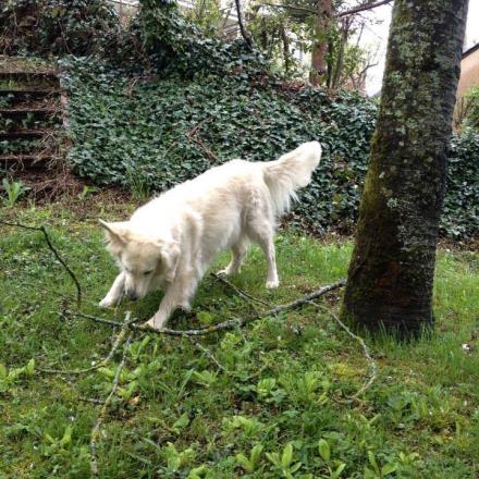 garde chien rodez