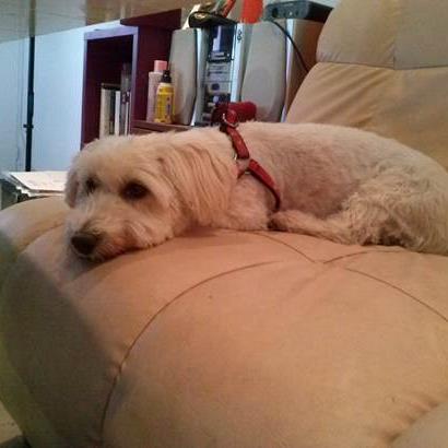 garde chien rodez