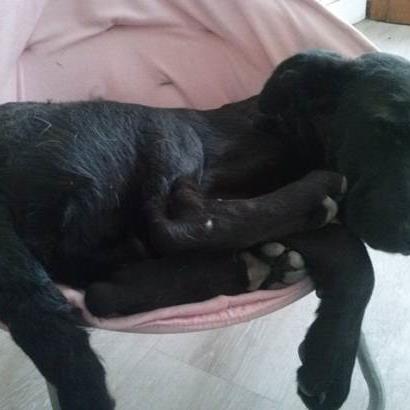 garde chien rodez
