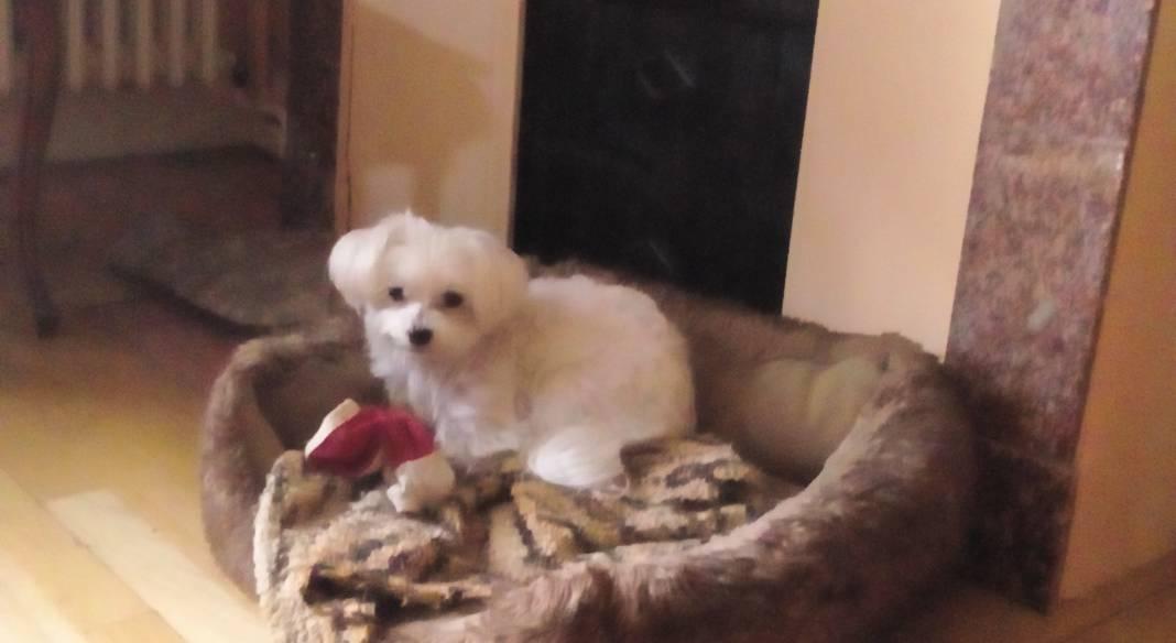 garde chien rodez