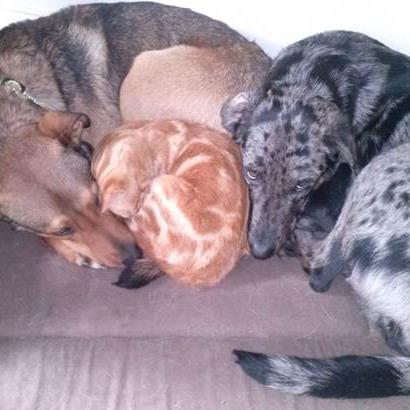garde chien rodez