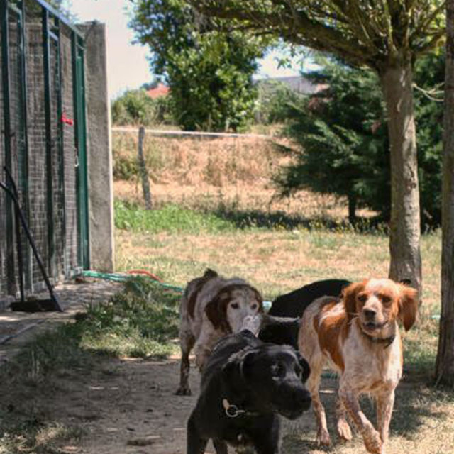 garde chien rodez