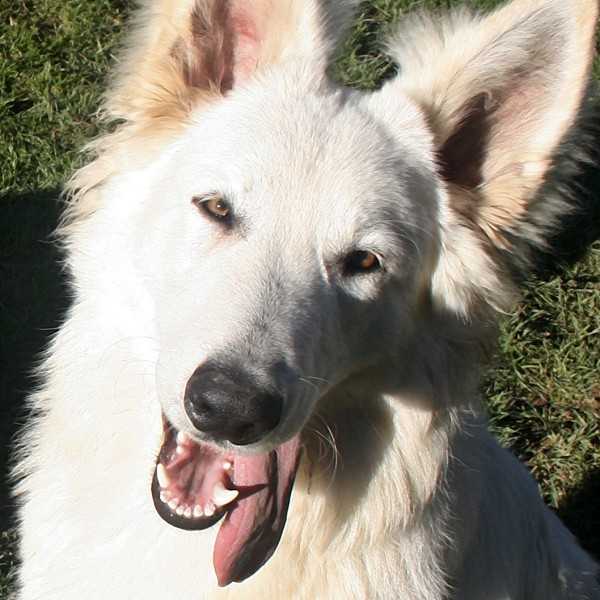 pension chien 31600