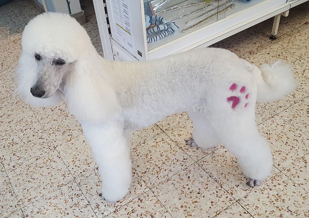 pension chien 31600