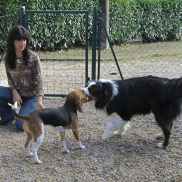 pension chien 31600