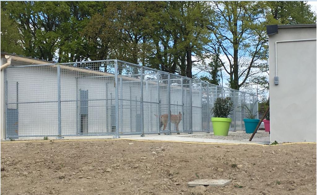 pension chien 31600