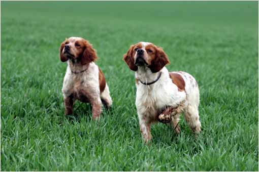 pension chien 31