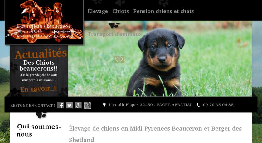 pension chien 31