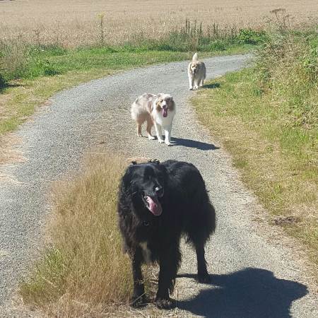 pension chien 31