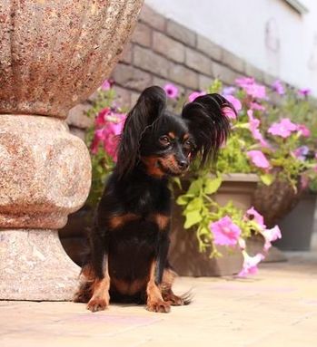 pension chien 31