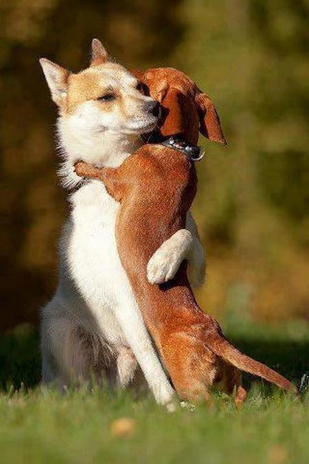 pension chien 31