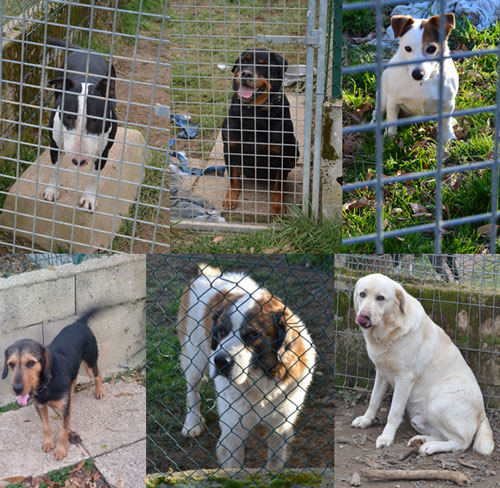 pension chien 38